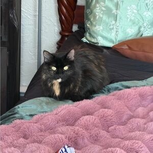 Meet your Posher, buffy